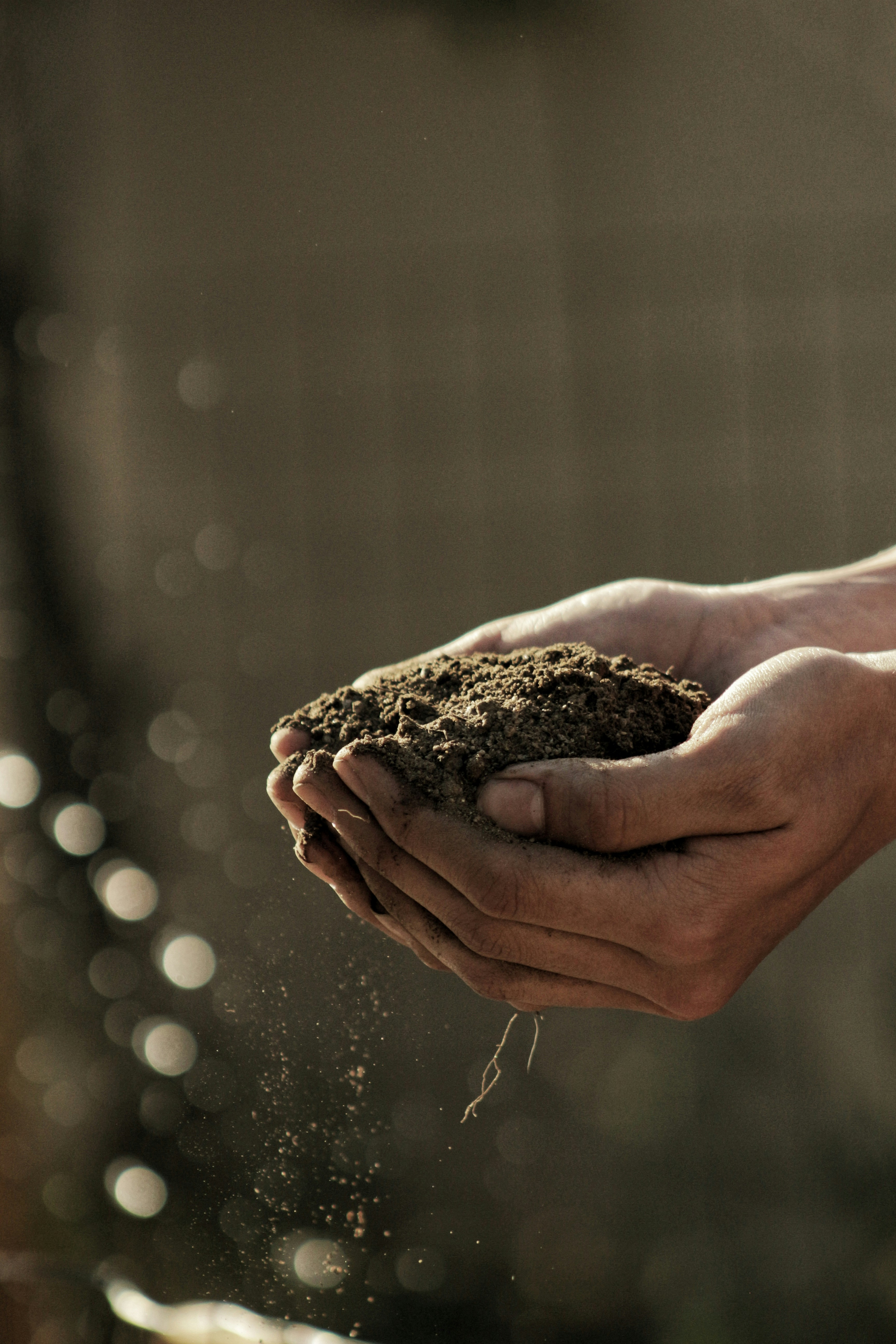 Hands holding rich soil, representing local capability and growth